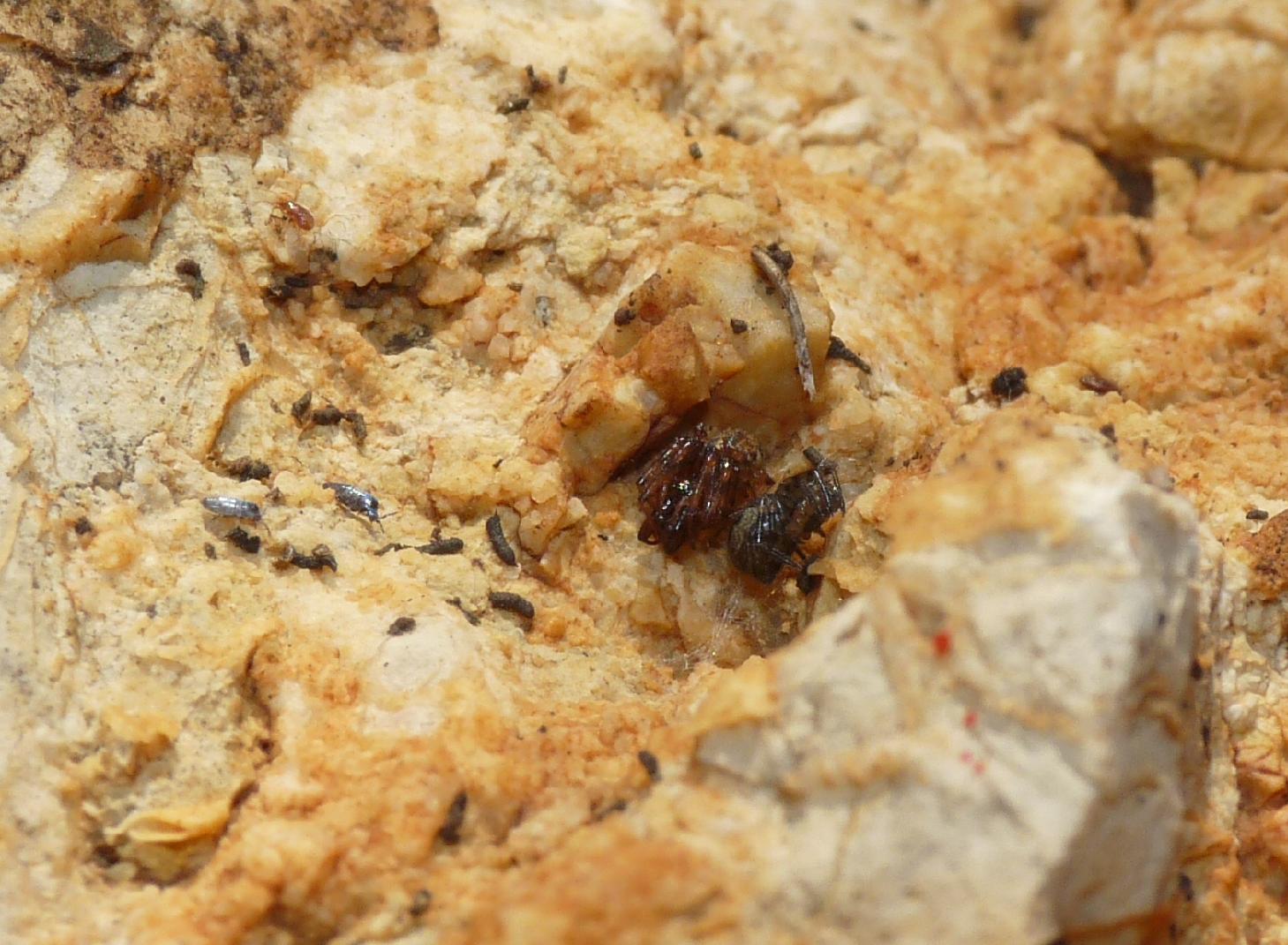 Collemboli argentati?